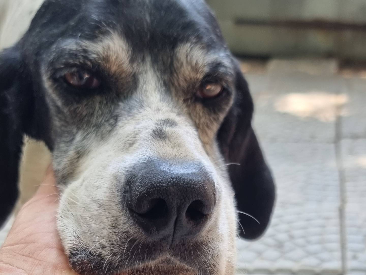 Adotta un cane, femmina, 9 anni e 3 mesi, Pavia