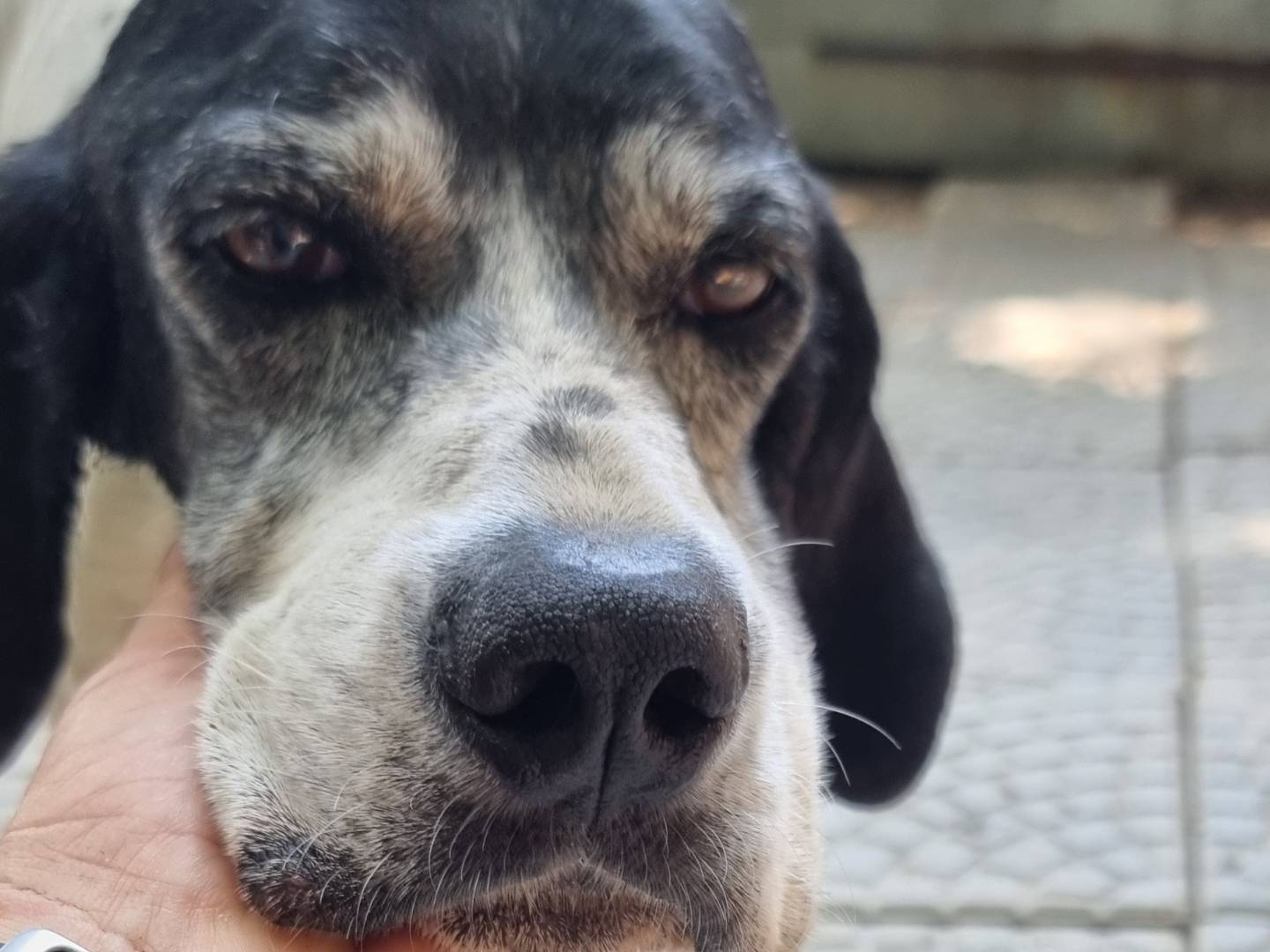 Adotta un cane, taglia media, femmina, Pavia