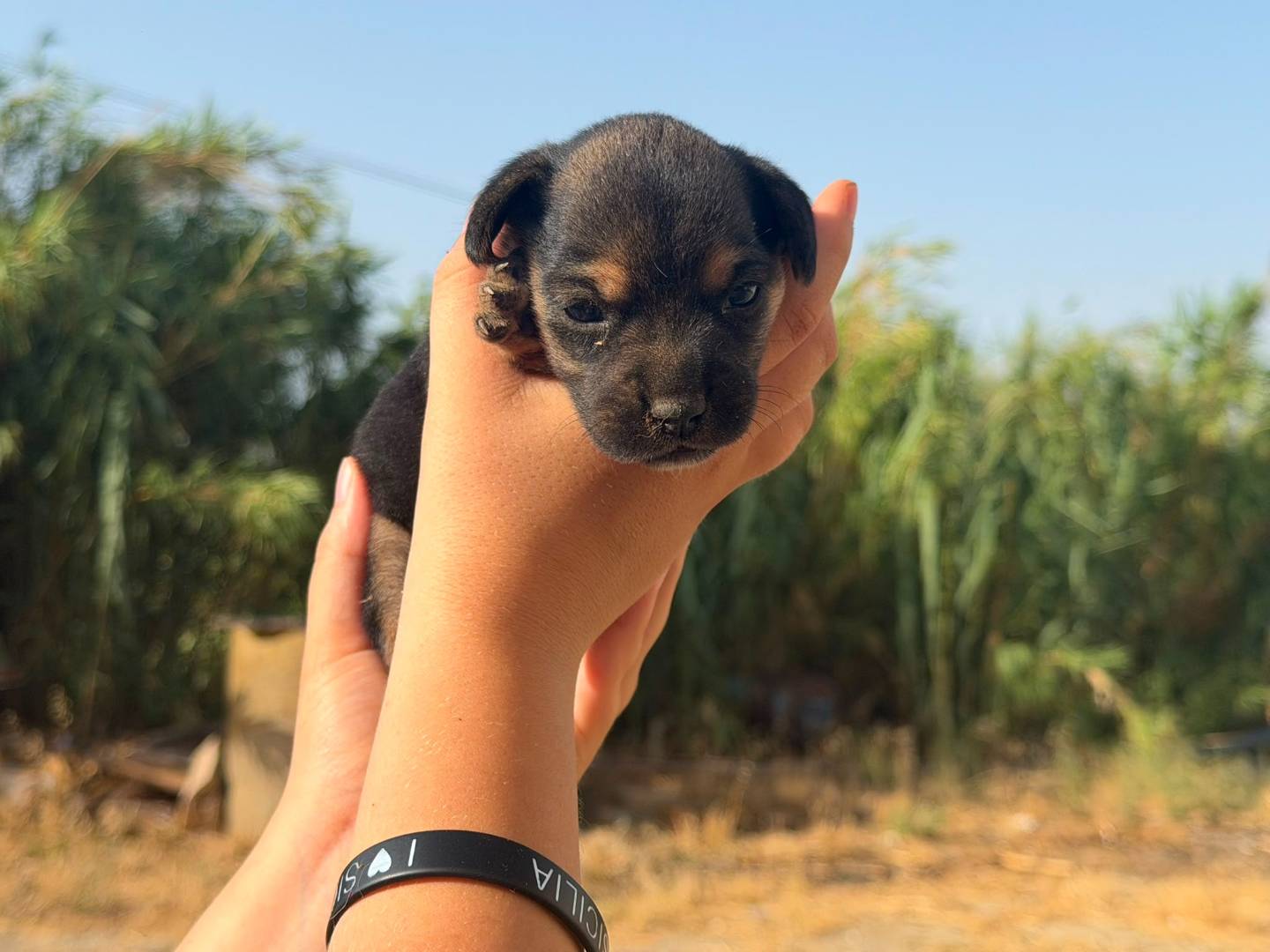 Adozione cane, femmina, Razza sconosciuta Razza sconosciuta, 1 mese, taglia piccola, Trapani