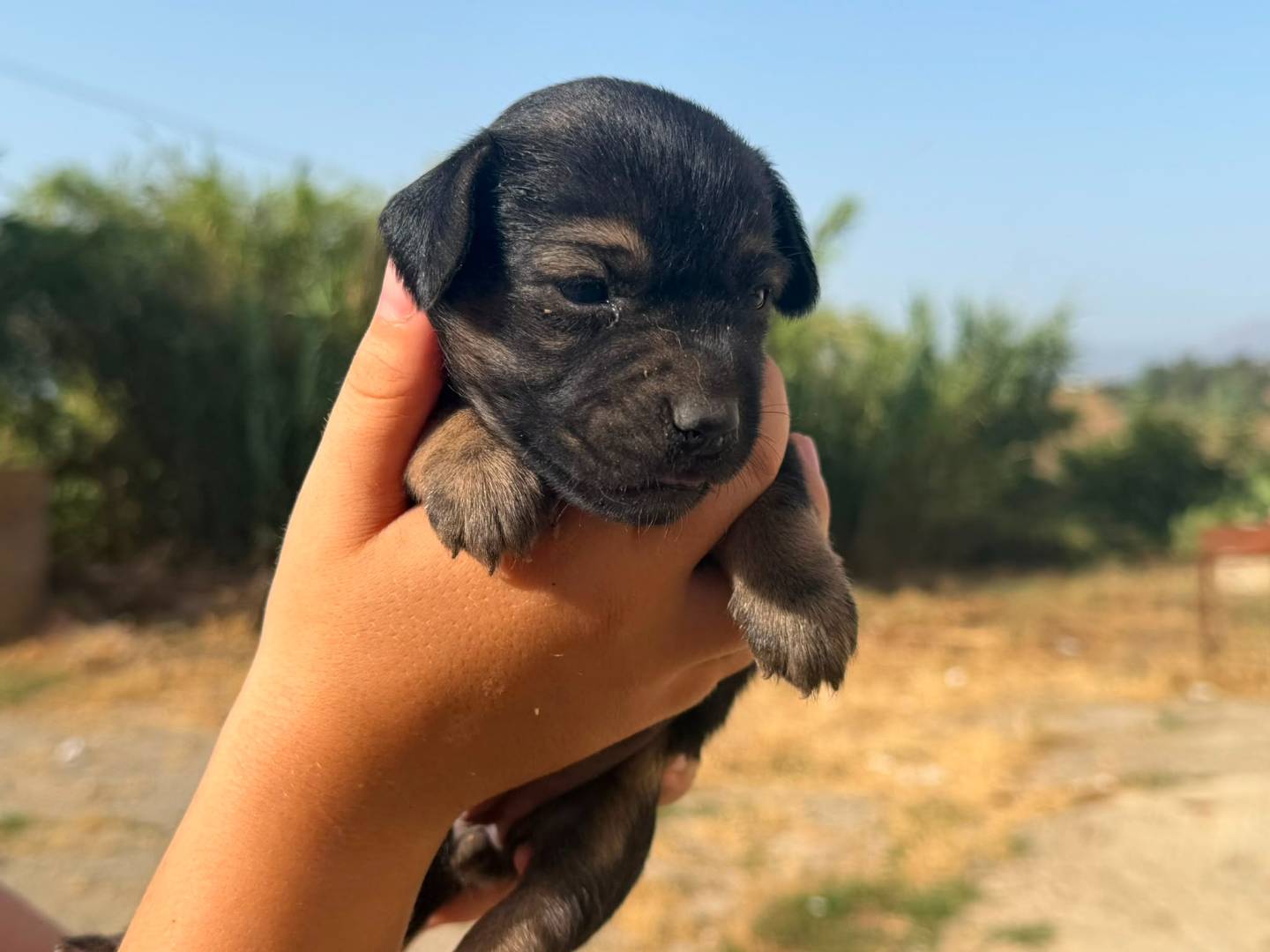 Adozione cane, femmina, Razza sconosciuta Razza sconosciuta, 1 mese, taglia piccola, Trapani