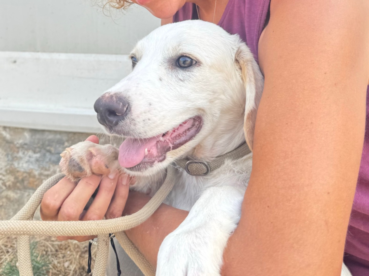 Vuoi adottare un cane a Trapani?