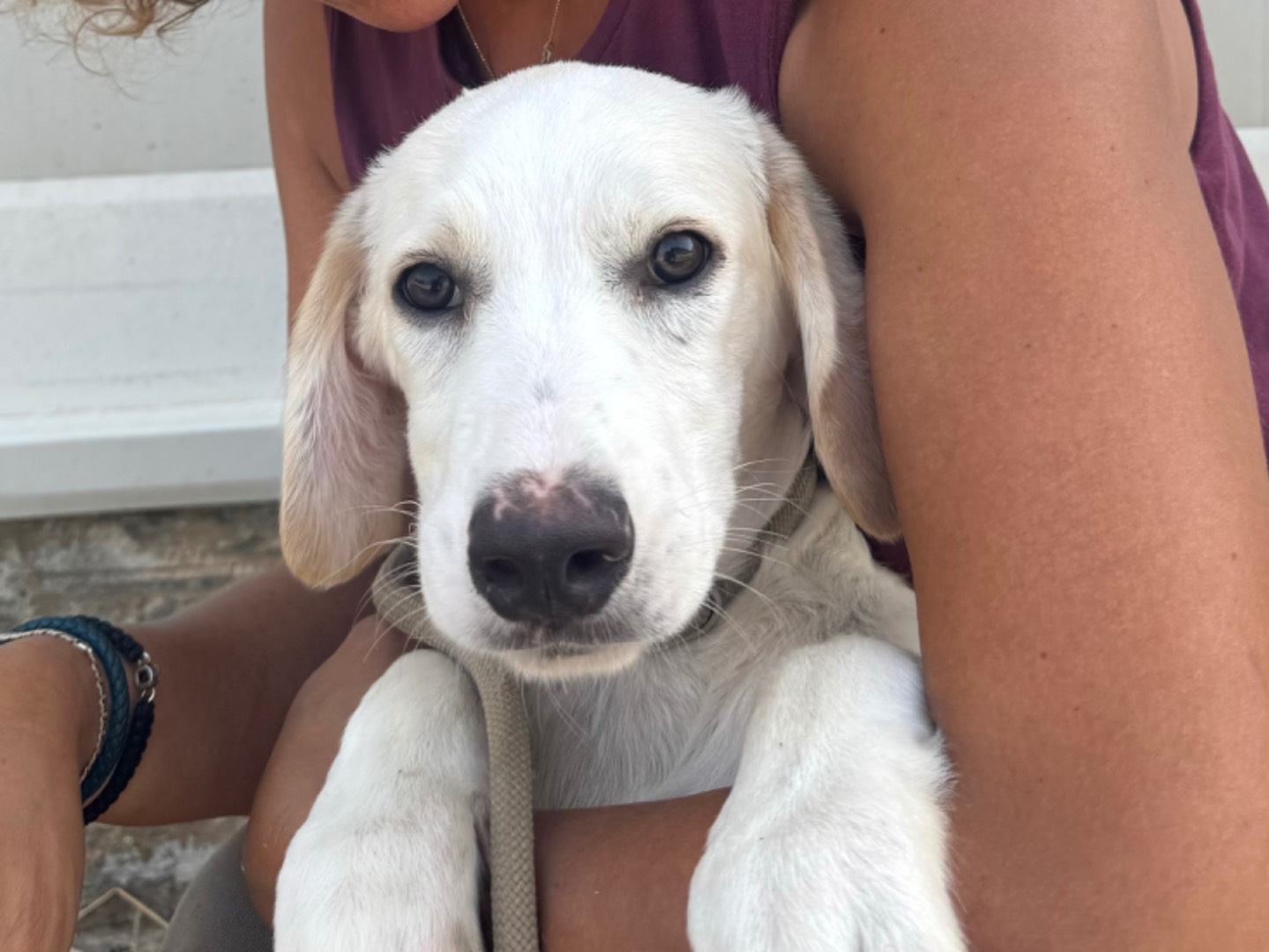 Adotta il cane Tommy a Trapani