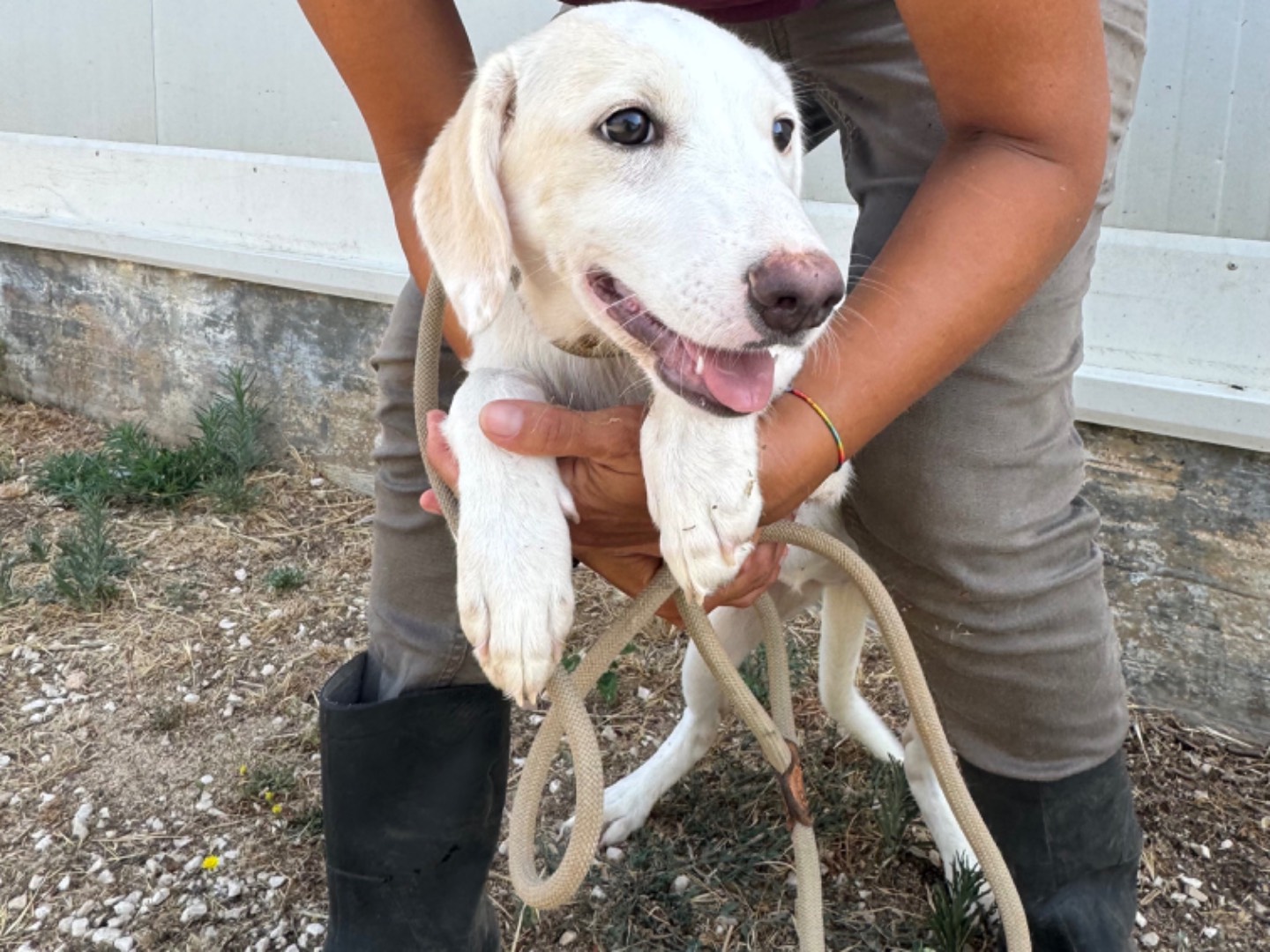 Adozione cane, femmina, Razza sconosciuta Razza sconosciuta, 4 mesi, taglia media, Trapani