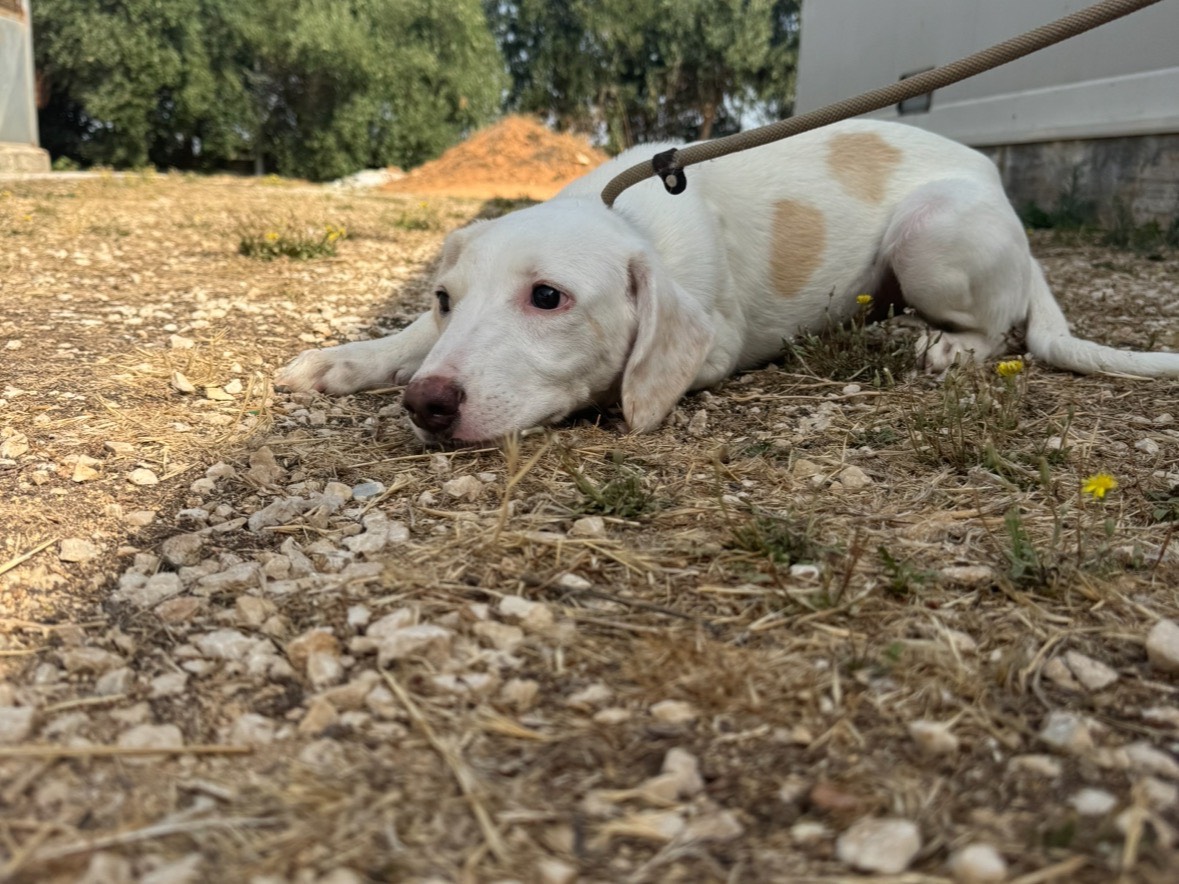 Adotta un cane, femmina, 4 mesi, Trapani