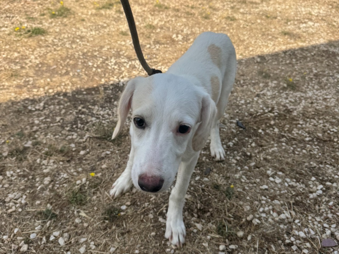 Adotta un cane, taglia media, femmina, Trapani