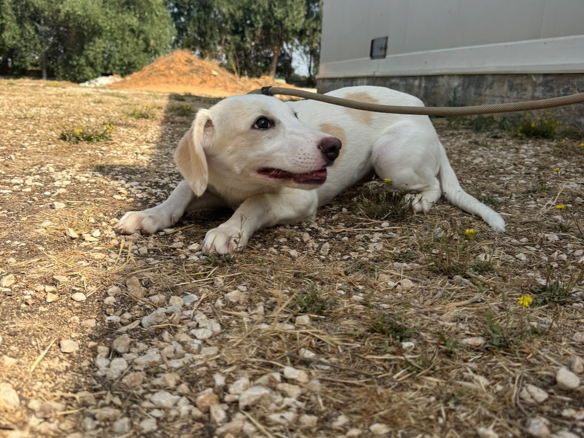Vuoi adottare un cane a Trapani?