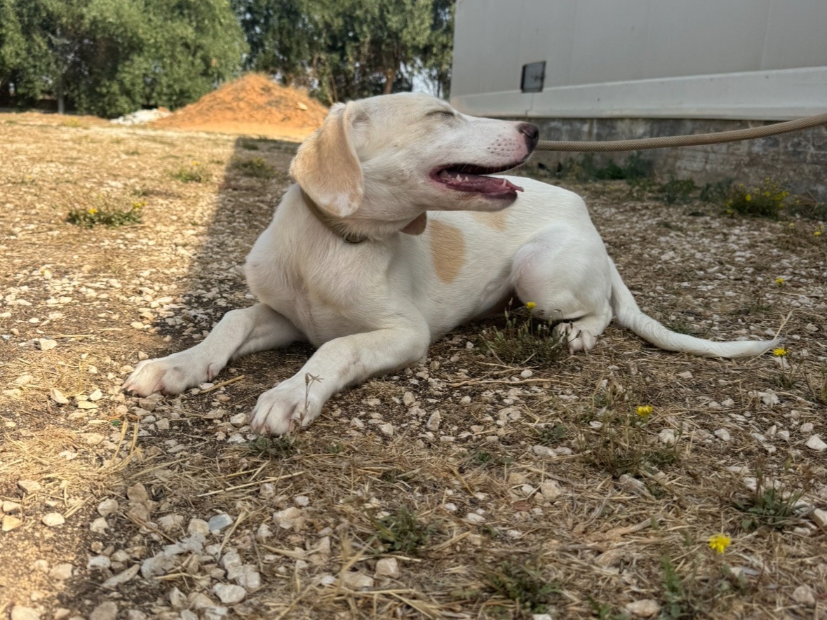 Adotta il cane Fendi  a Trapani
