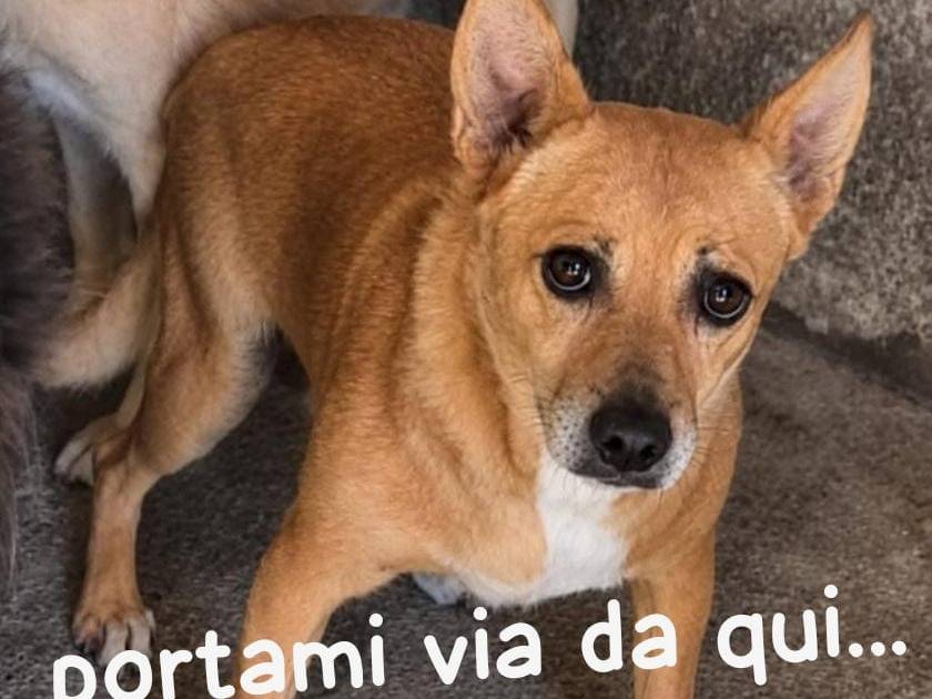 Adozione cane, maschio, Razza sconosciuta Razza sconosciuta, 5 anni e 2 mesi, taglia piccola, Firenze