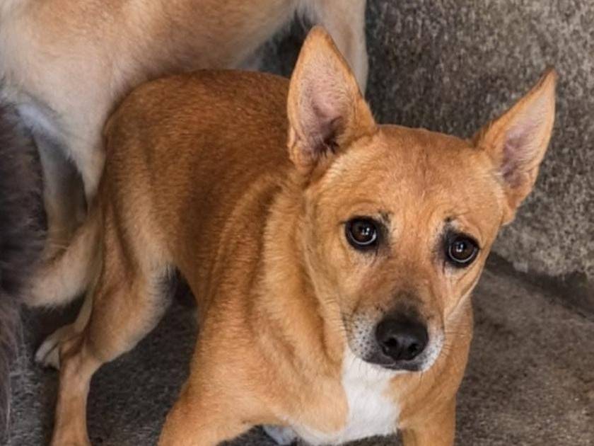 Adotta un cane, taglia piccola, maschio, Firenze