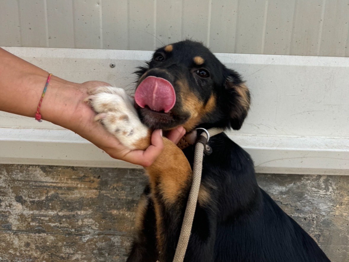 Vuoi adottare un cane a Trapani?
