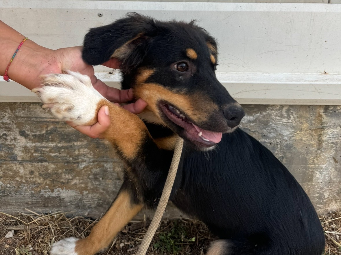 Adotta il cane Fabiana a Trapani