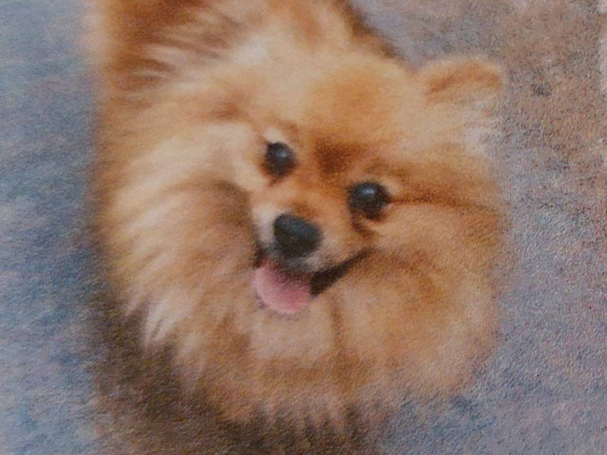 Adozione cane, femmina, Spitz Razza sconosciuta, 1 anno e 3 mesi, taglia piccola, Cremona