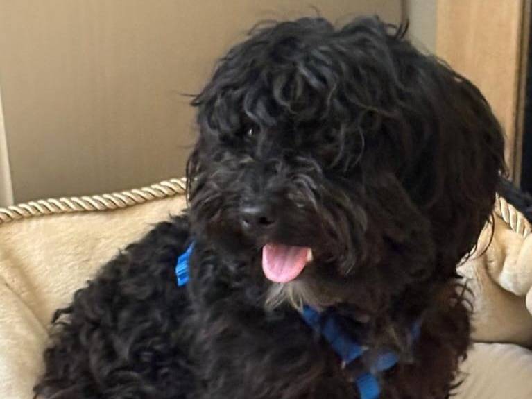Adozione cane, femmina, Barbone Razza sconosciuta, 1 anno e 6 mesi, taglia piccola, Cremona