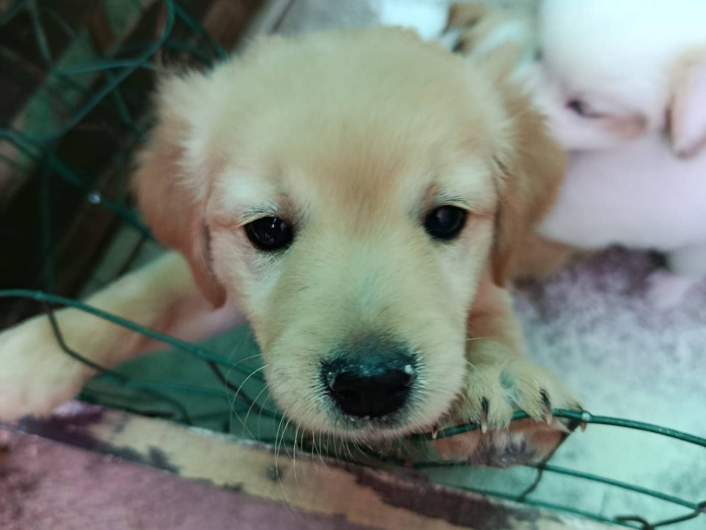 Adotta un cane, maschio, 2 mesi, Frosinone