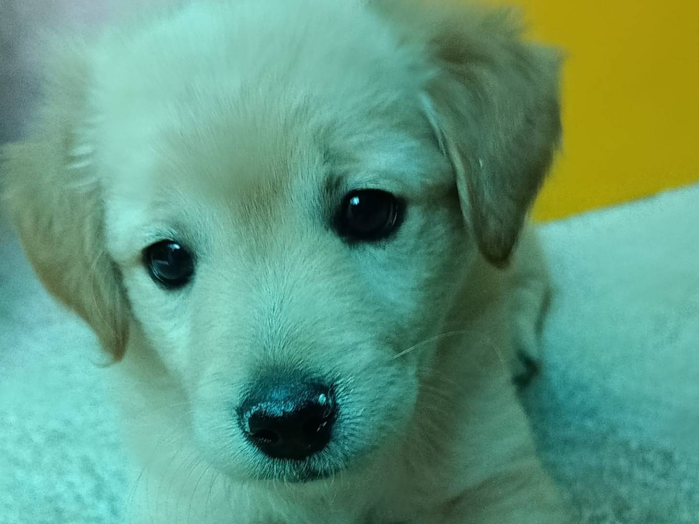 Adozione cane, maschio, Razza sconosciuta Razza sconosciuta, 2 mesi, taglia media contenuta, Frosinone