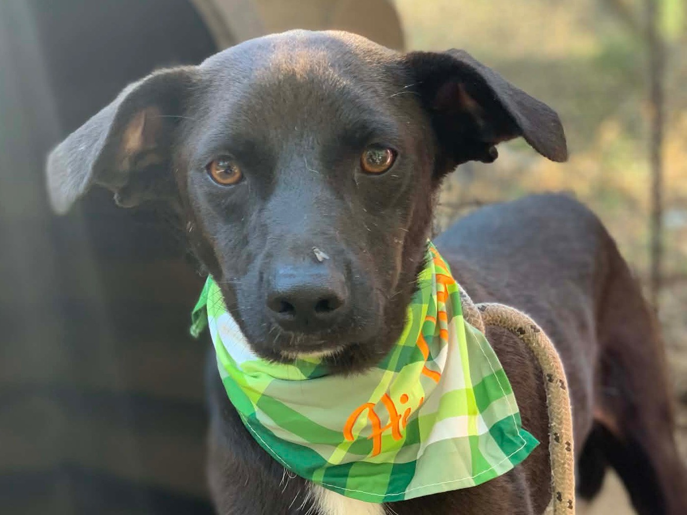 Adozione cane, maschio, Razza sconosciuta Razza sconosciuta, 4 anni, taglia media contenuta, Latina