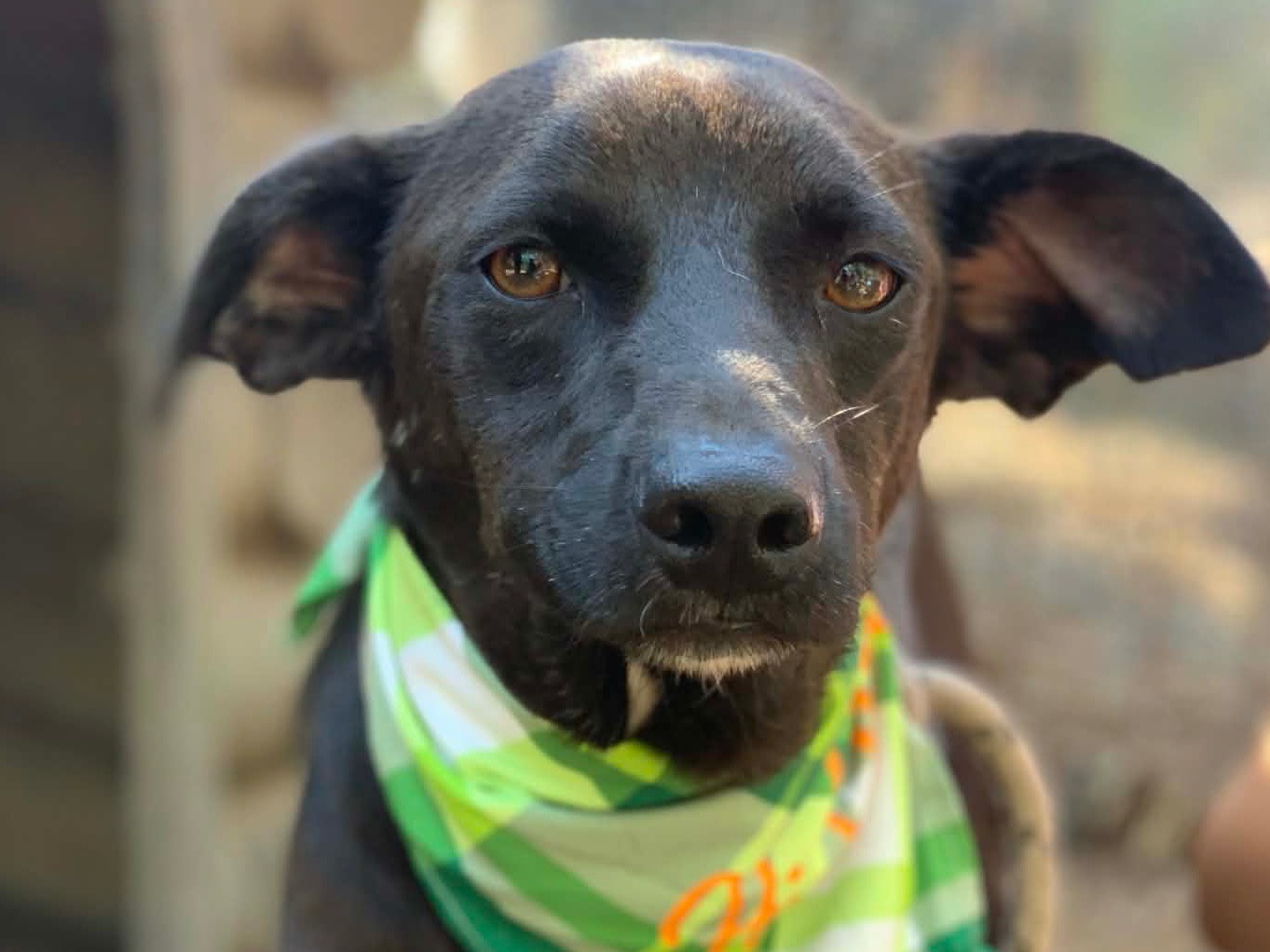 Adotta un cane, maschio, 4 anni, Latina