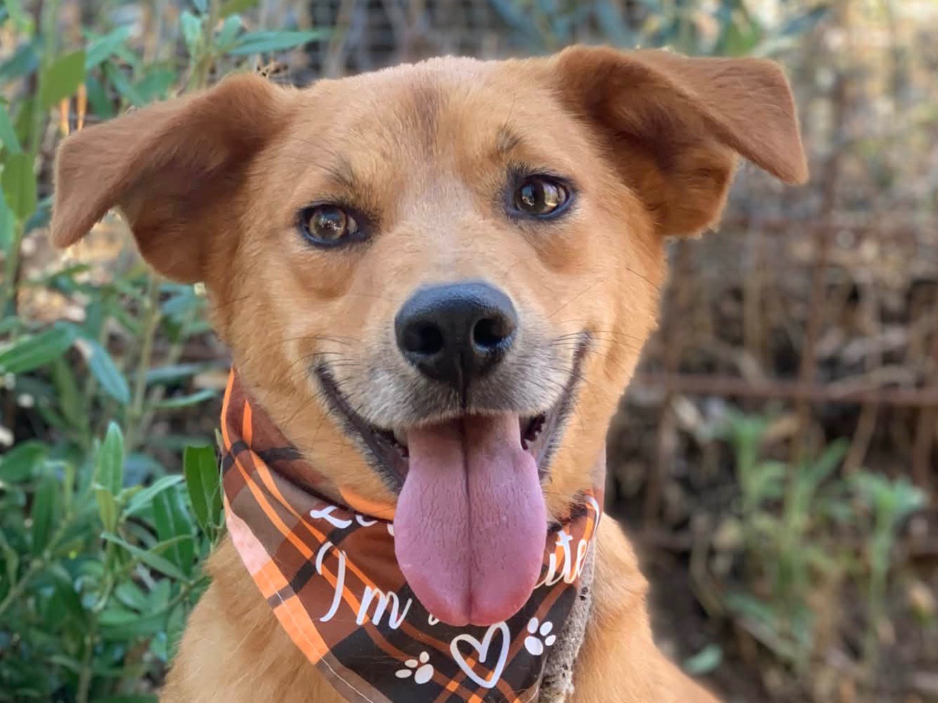 Adozione cane, maschio, Razza sconosciuta Razza sconosciuta, 2 anni, taglia media, Latina