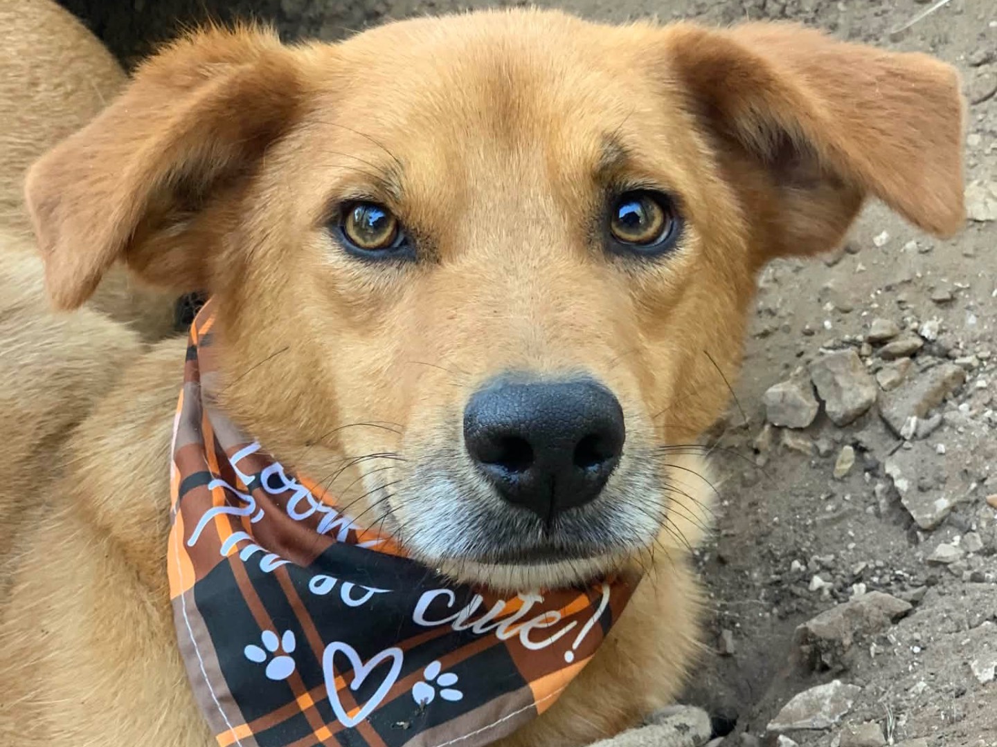 Adotta un cane, maschio, 2 anni, Latina