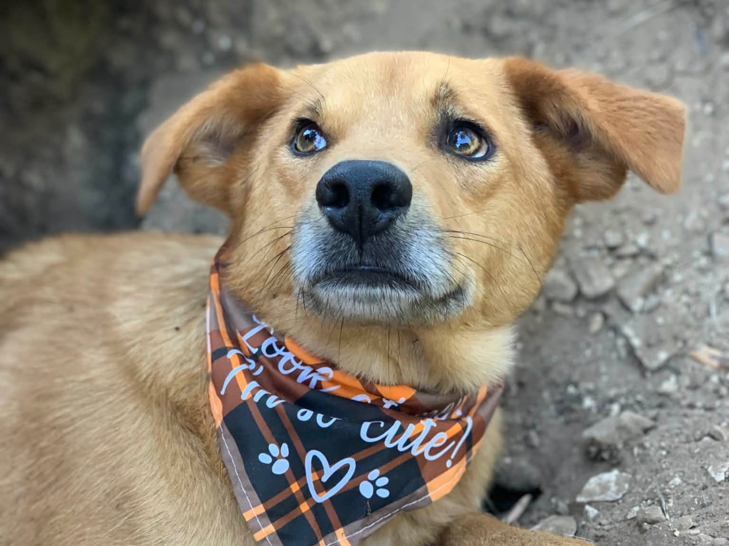 Adotta un cane, taglia media, maschio, Latina