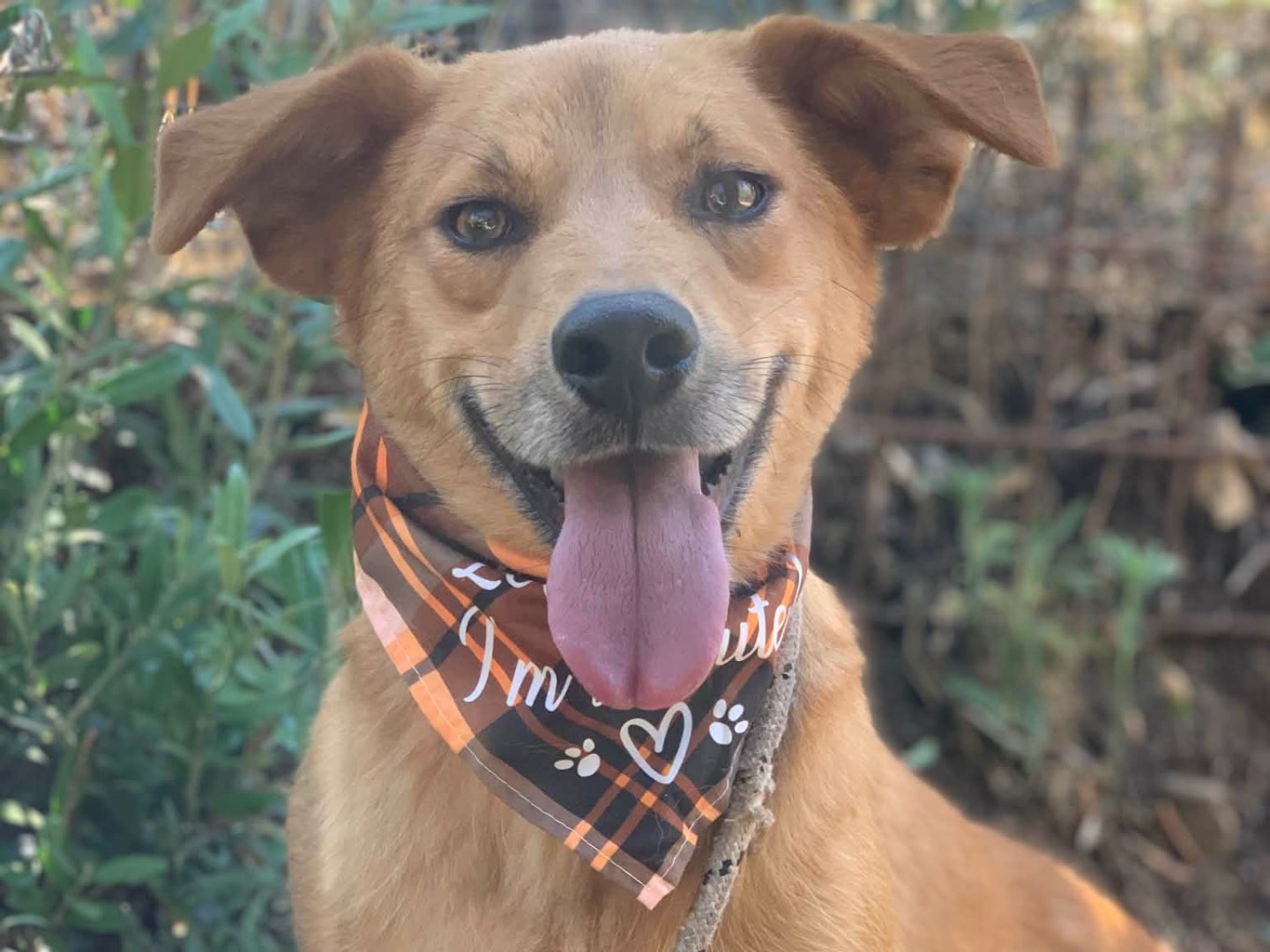 Adotta il cane Alpha  a Latina