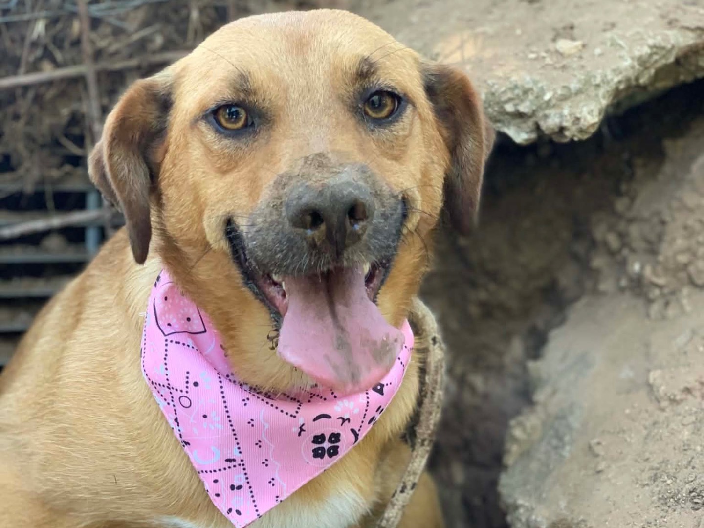 Adotta un cane, taglia media contenuta, maschio, Latina