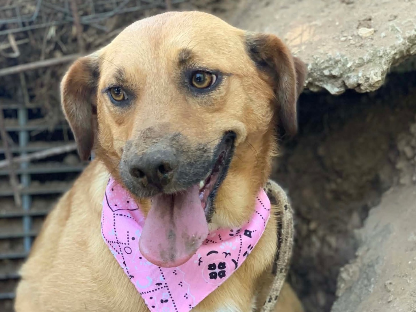 Adotta il cane Nala a Latina