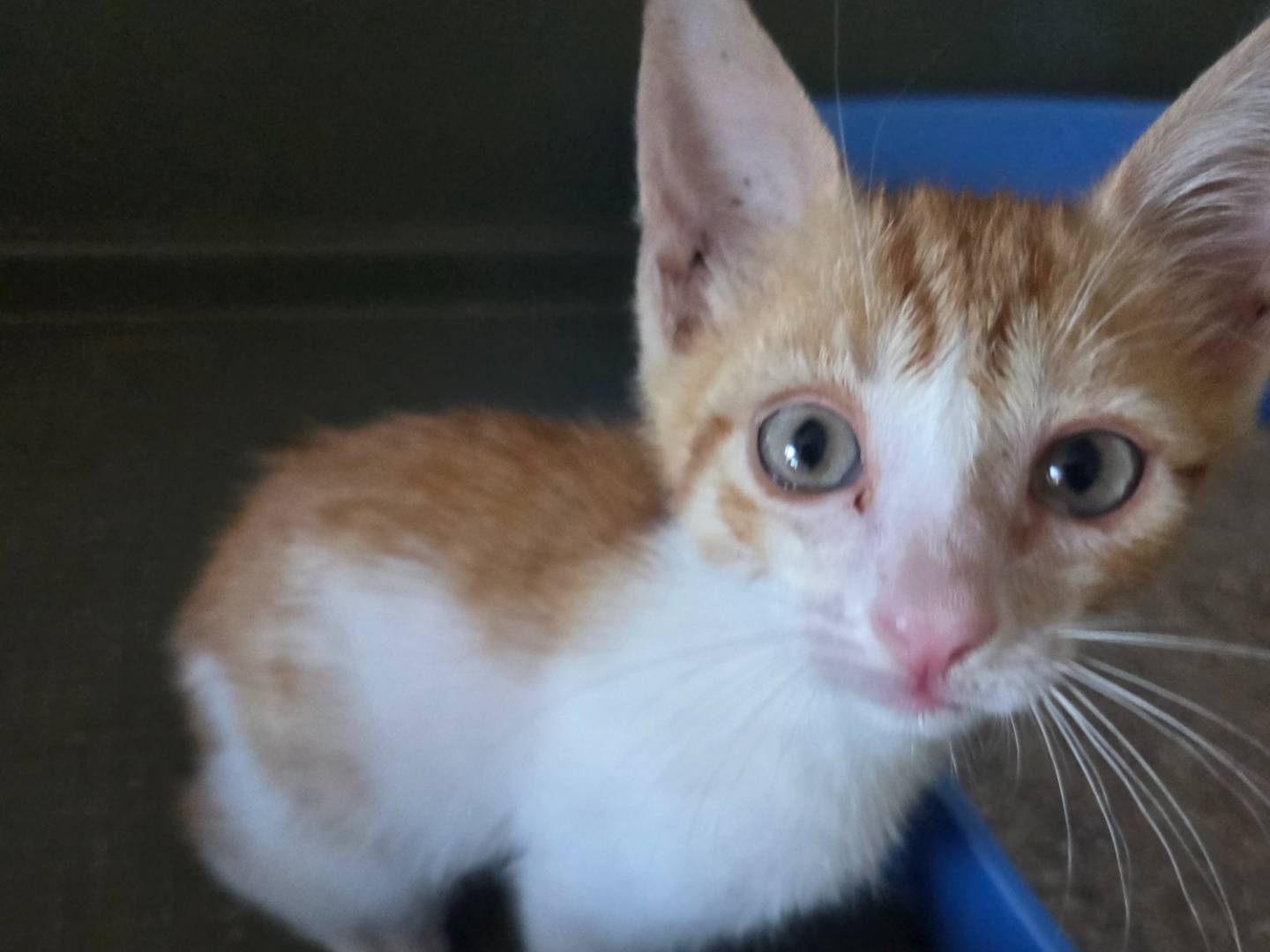Adozione gatto, maschio, Razza sconosciuta Razza sconosciuta, 3 mesi, taglia non valida, Parma