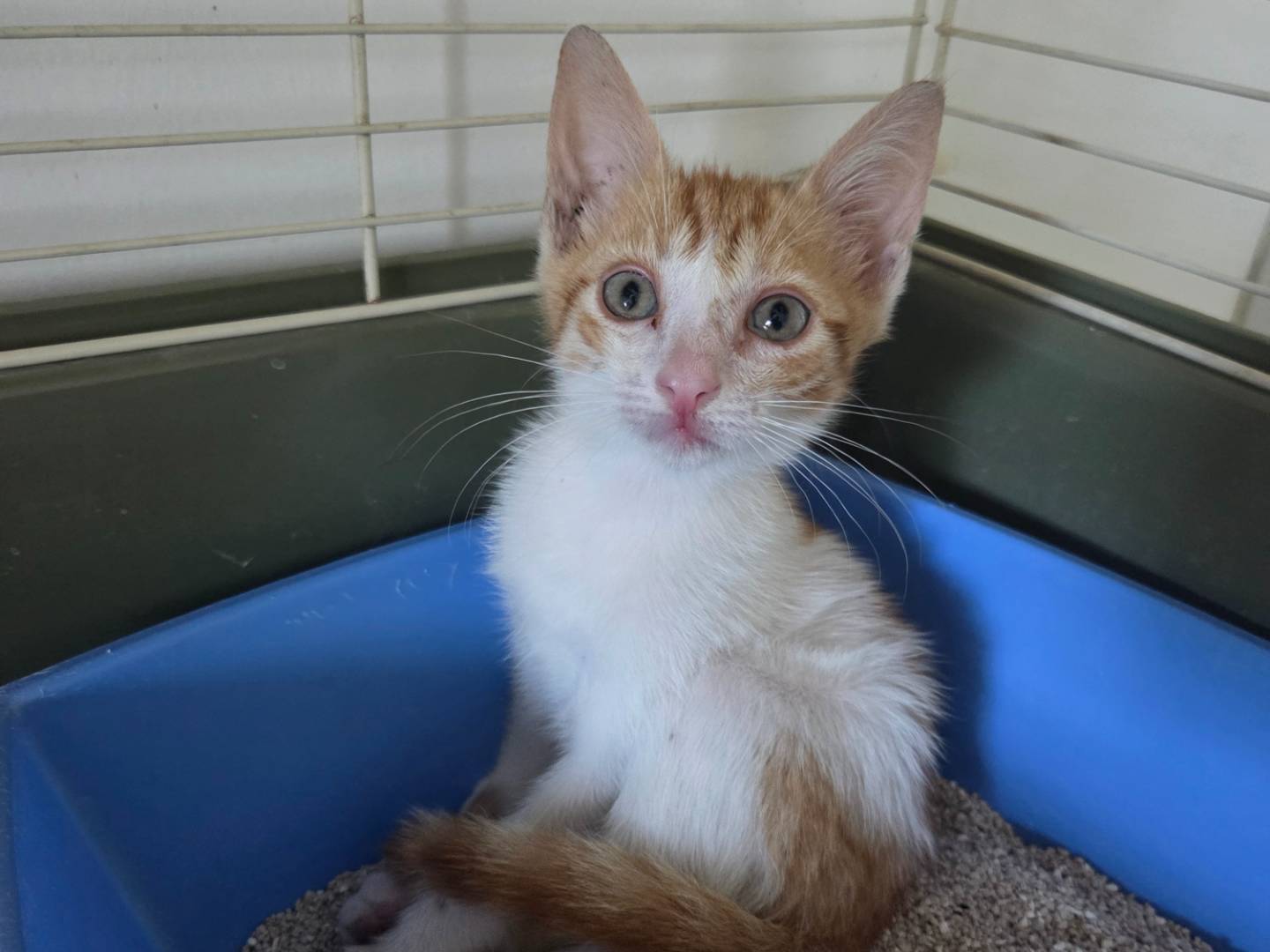 Adotta un gatto, maschio, 3 mesi, Parma