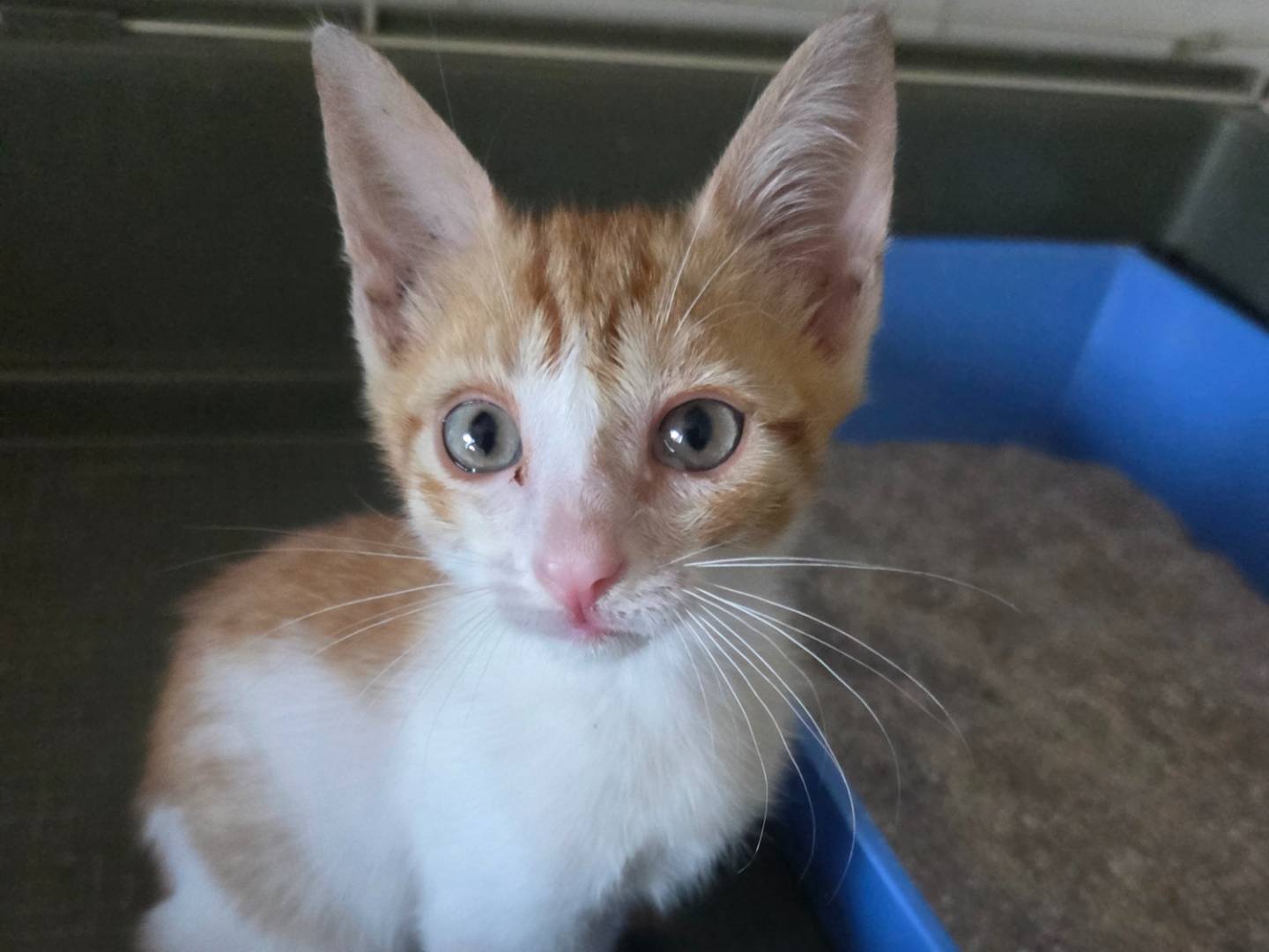 Adotta un gatto, taglia non valida, maschio, Parma