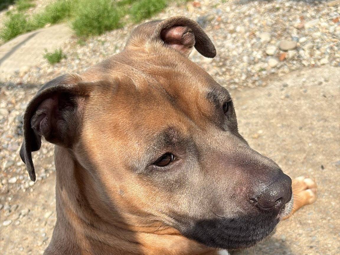 Adozione cane, maschio, Pitbull Razza sconosciuta, 1 anno e 8 mesi, taglia media, Lodi