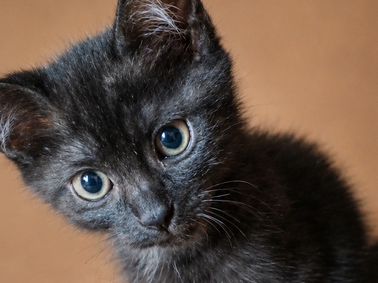 Adozione gatto, femmina, Razza sconosciuta Razza sconosciuta, 1 mese, taglia non valida, Brescia