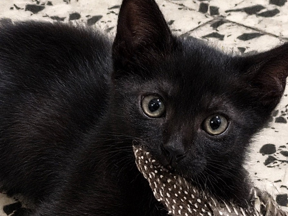 Adozione gatto, maschio, Razza sconosciuta Razza sconosciuta, 1 mese, taglia non valida, Brescia