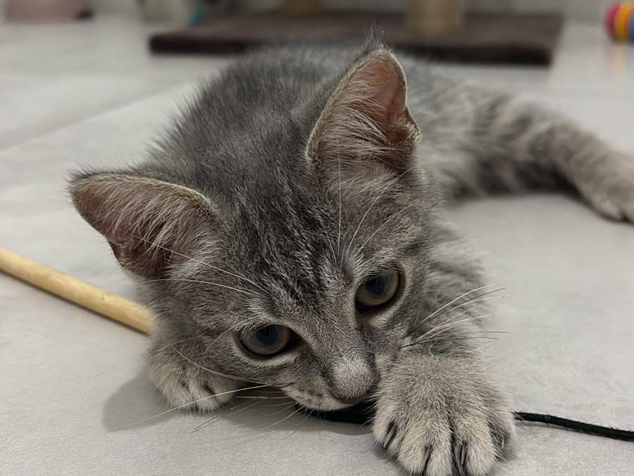 Adozione gatto, femmina, Razza sconosciuta Razza sconosciuta, 2 mesi, taglia non valida, Latina