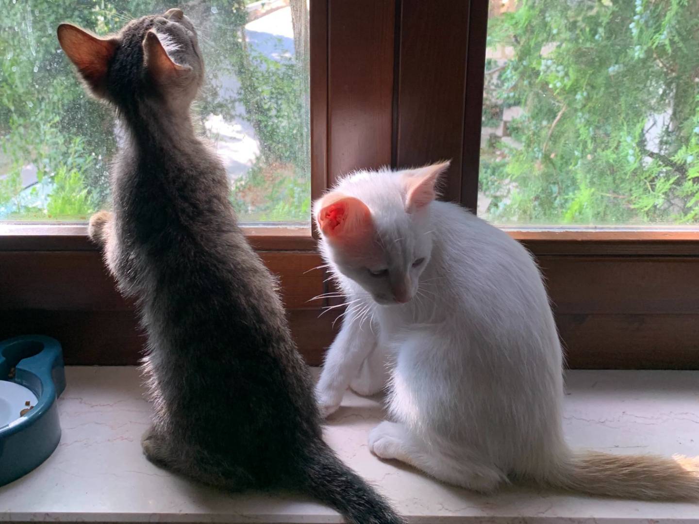 Vuoi adottare un gatto a Chieti?