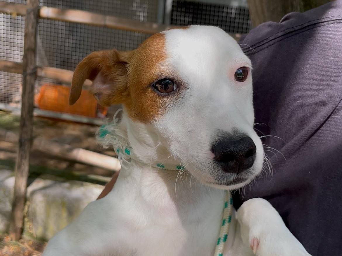 Adozione cane, maschio, Razza sconosciuta Razza sconosciuta, 4 mesi, taglia piccola, Latina