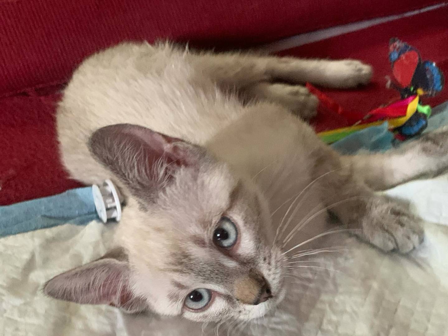 Adotta un gatto, taglia non valida, maschio, Chieti