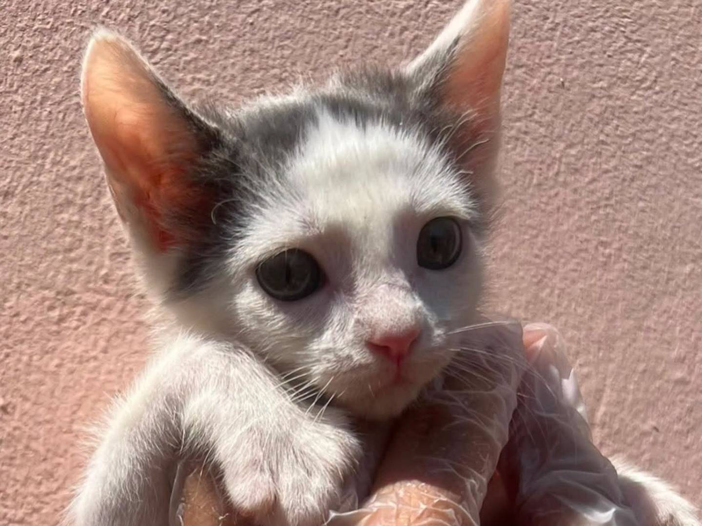 Vuoi adottare un gatto a Chieti?