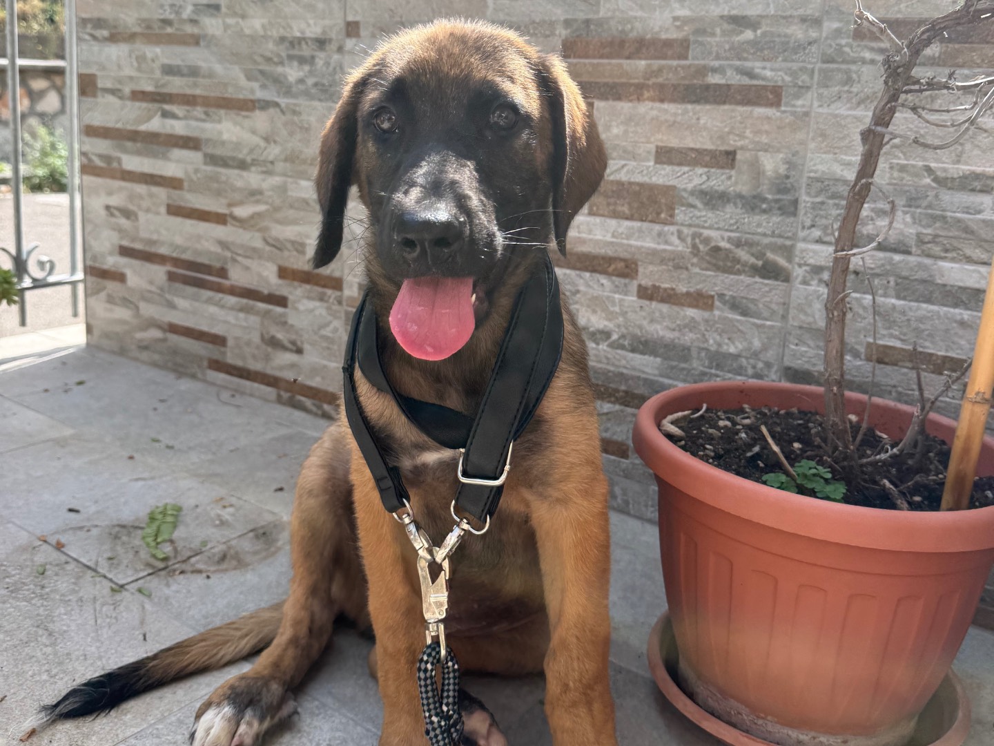 Adotta un cane, maschio, 3 mesi, Latina