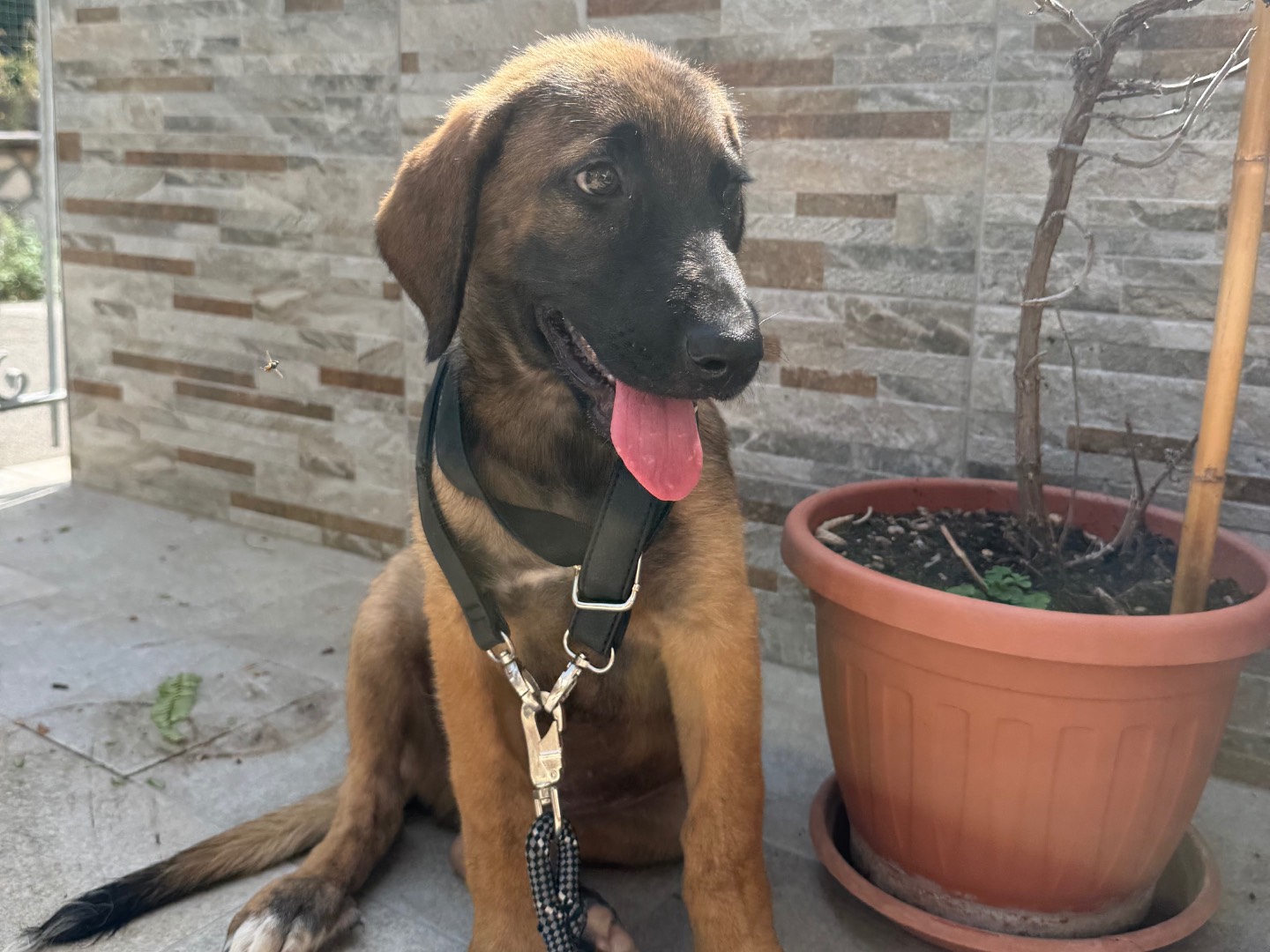 Adozione cane, maschio, Razza sconosciuta Razza sconosciuta, 3 mesi, taglia piccola, Latina