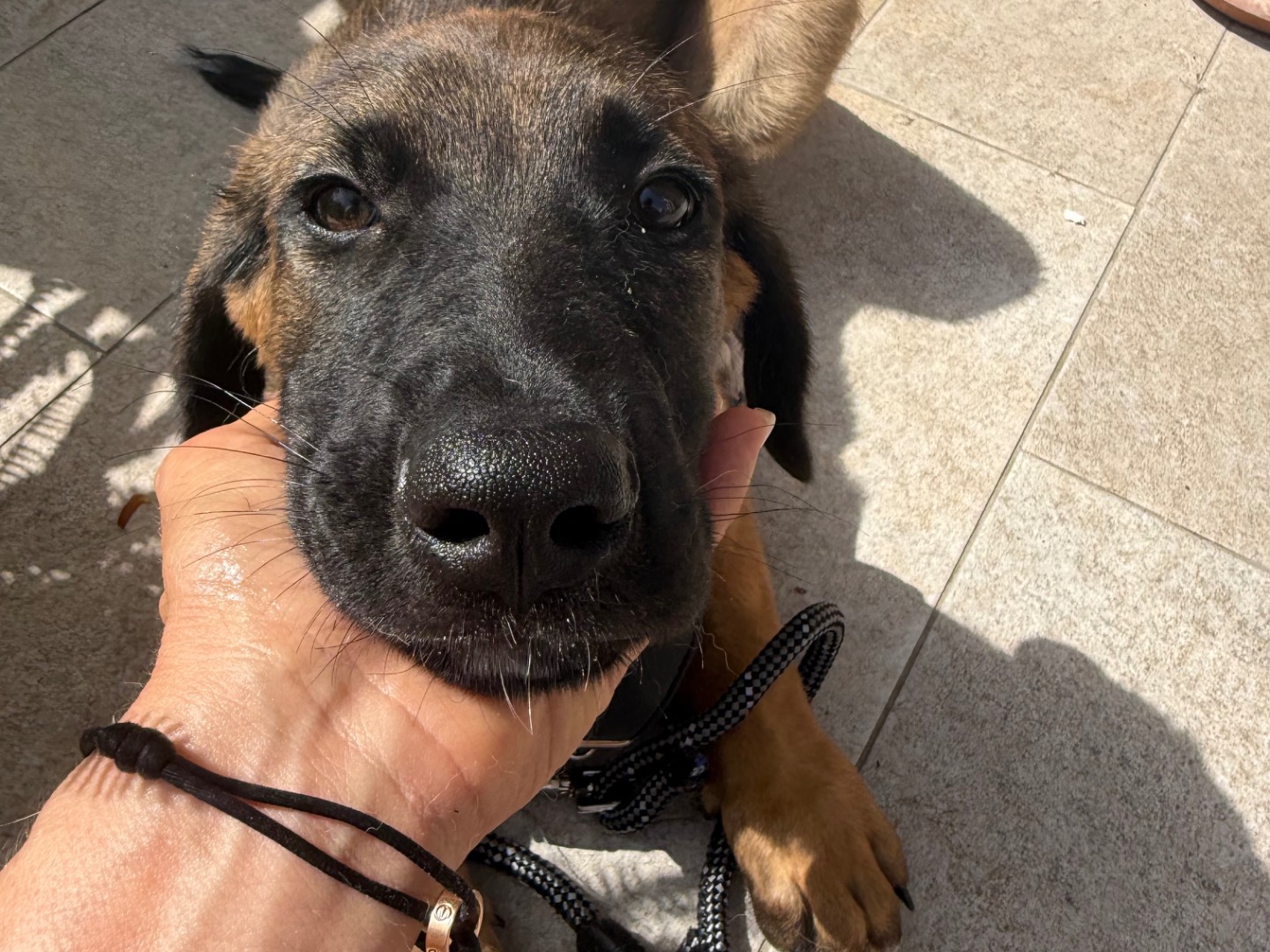 Vuoi adottare un cane a Latina?