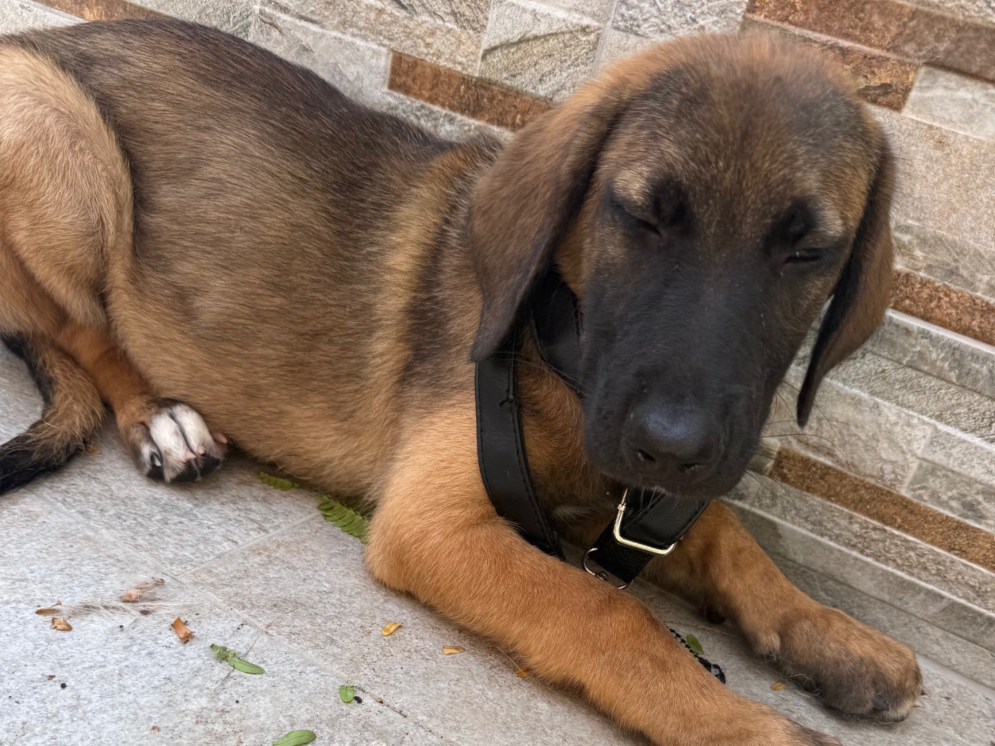 Adotta il cane Pop a Latina