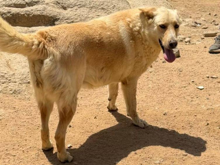 Adotta un cane, femmina, 4 anni e 6 mesi, Sassari