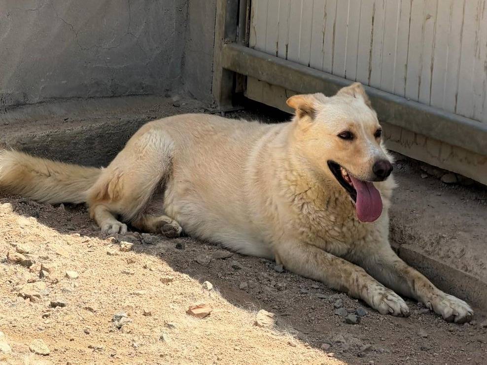 Adotta un cane, taglia grande, femmina, Sassari