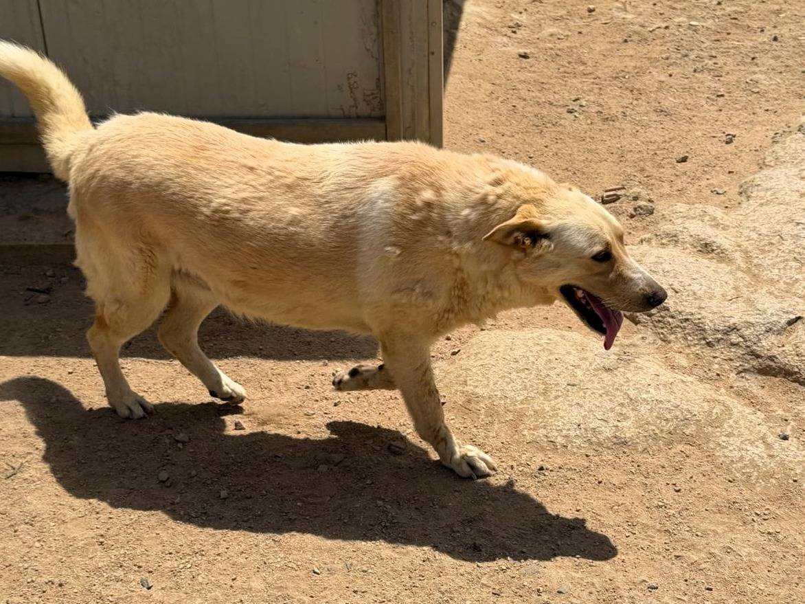 Vuoi adottare un cane a Sassari?