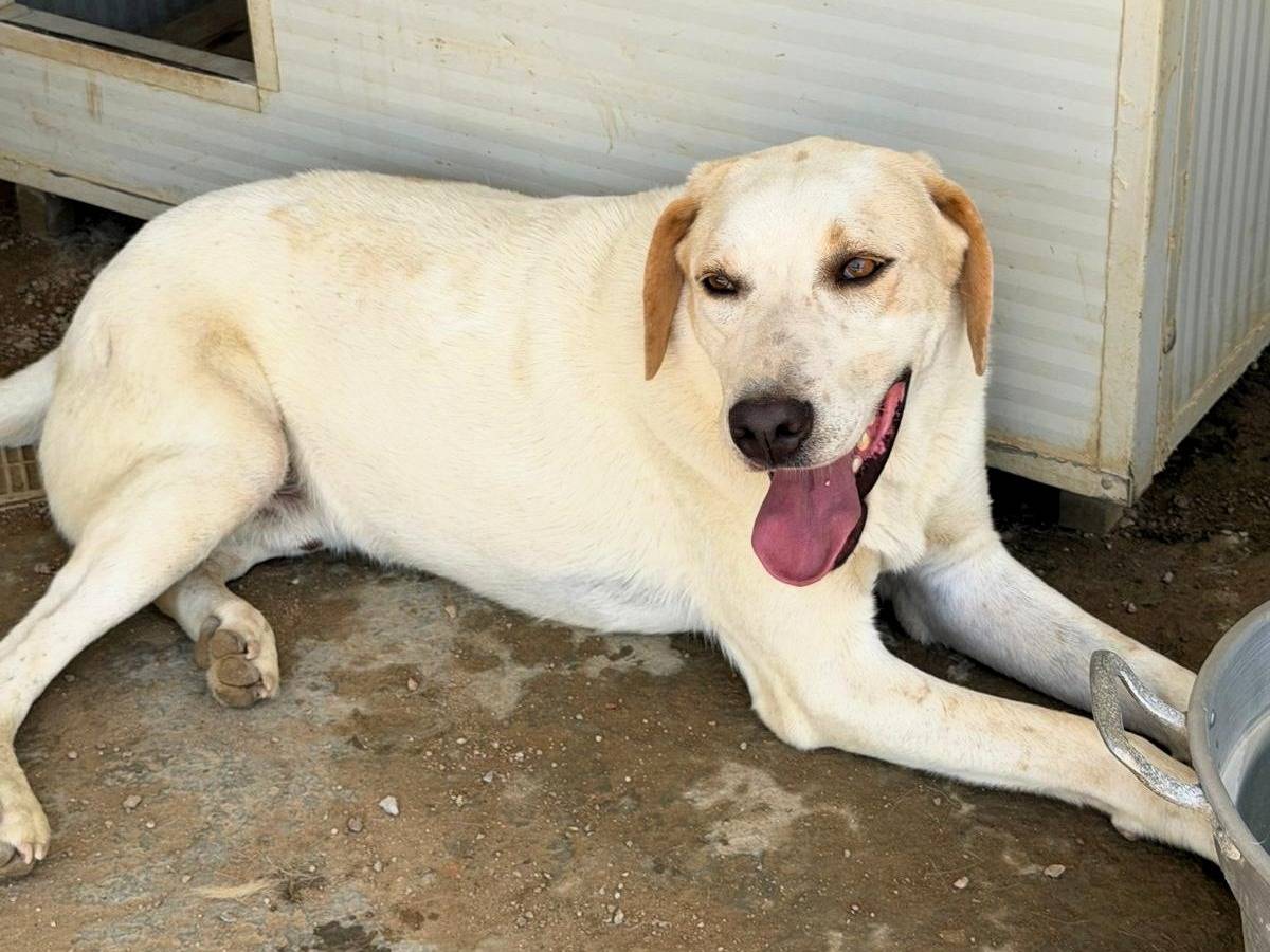 Adozione cane, maschio, Razza sconosciuta Razza sconosciuta, 2 anni e 3 mesi, taglia media, Sassari