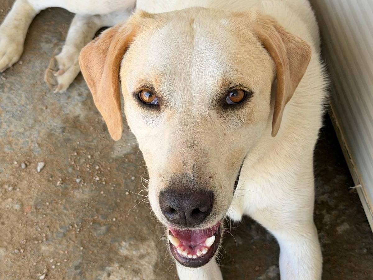 Adotta un cane, maschio, 2 anni e 3 mesi, Sassari