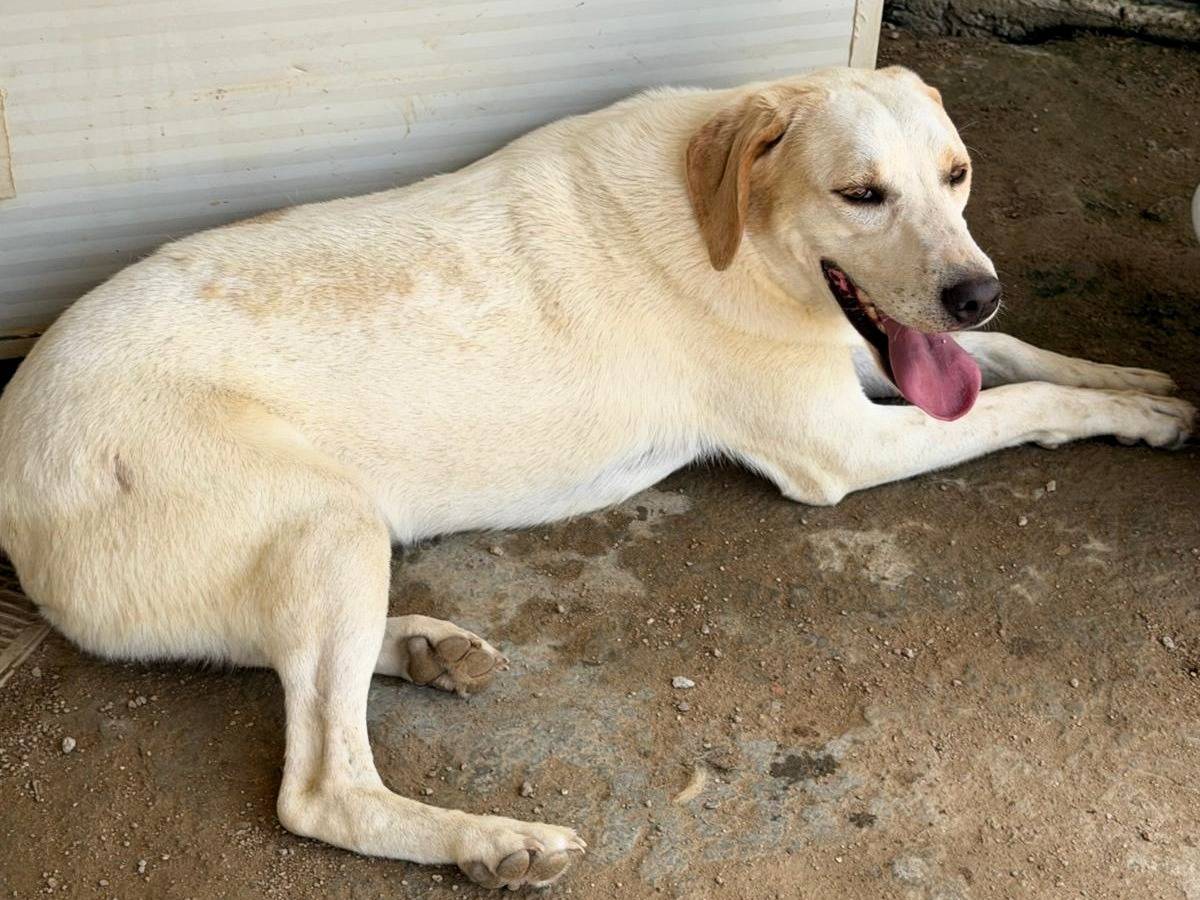 Adotta un cane, taglia media, maschio, Sassari