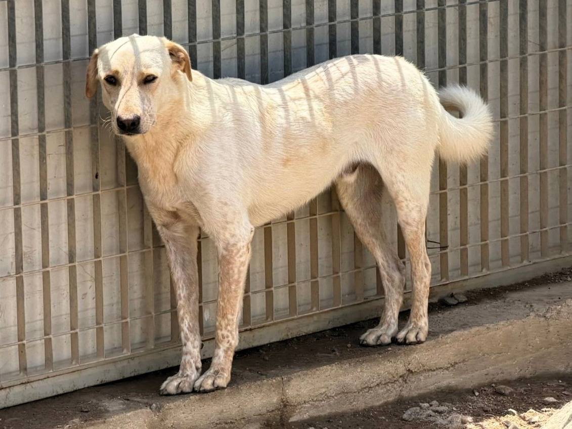 Adozione cane, maschio, Razza sconosciuta Razza sconosciuta, 2 anni e 3 mesi, taglia grande, Sassari