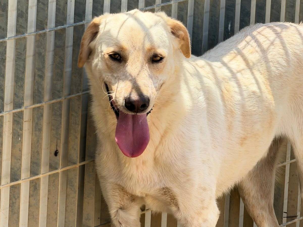 Adotta un cane, maschio, 2 anni e 3 mesi, Sassari